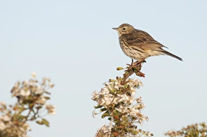 Meadow Pipit (Anthus pratensis) adult, perched on flowering hawthorn, North Kent Marshes, Isle of Sheppey, Kent, England, may