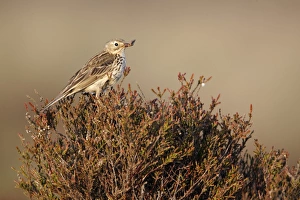 Heathland Prints: Meadow Pipit (Anthus pratensis) adult