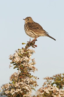 Meadow Pipit (Anthus pratensis) adult, perched on flowering hawthorn, North Kent Marshes, Isle of Sheppey, Kent, England, may