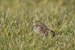 Meadow Pipit (Anthus pratensis) adult, standing in grass, Suffolk, England, february