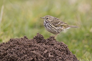 Meadow Pipit (Anthus pratensis) adult, standing on molehill, Suffolk, England, april