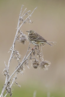 Meadow Pipit (Anthus pratensis) adult, perched on dead thistle, Suffolk, England, april