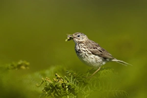 Meadow Pipit (Anthus pratensis) adult, with insects in beak, perched on bracken