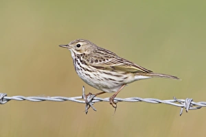 Meadow Pipit (Anthus pratensis) adult, perched on barbed wire, Suffolk, England, april
