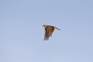Iberia Prints: Meadow Pipit (Anthus pratensis) adult, in flight, Castilla y Leon, Spain, October