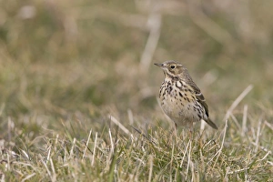 Meadow Pipit (Anthus pratensis) adult, standing on grass, Suffolk, England, April
