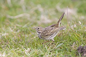 Meadow Pipit (Anthus pratensis) adult male, displaying on grass, Suffolk, England, april