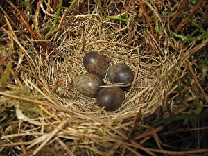 Pipits Prints: Meadow Pipit (Anthus pratensis) four eggs in nest, Kelburn, North Aryshire, Scotland, june