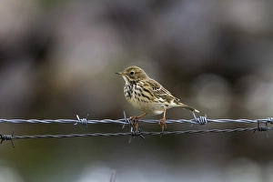 Fence Prints: Meadow Pipit, on barbed wire fence