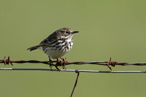 Meadow Pipit, on barbed wire fence