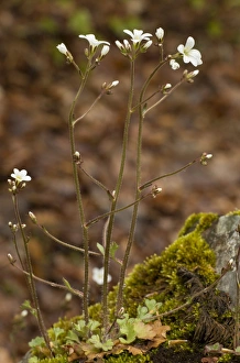 Apennines Prints: Meadow Saxifrage (Saxifraga granulata) flowering, Abruzzo N. P. Apennines, Italy, May
