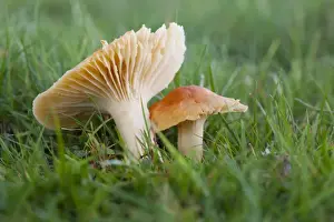 Meadow Waxcap (Hygrocybe pratensis) fruiting bodies, growing in grassland, Powys, Wales, November