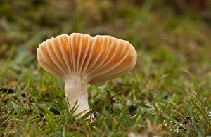 Grazed Prints: Meadow Waxcap (Hygrocybe pratensis) fruiting body
