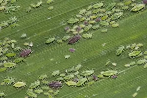 Green Prints: Mealy Plum Aphid (Hyalopterus pruni) red and green phases, various different ages