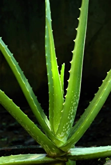 Kerala Prints: Medicinal Aloe (Aloe vera) close-up of leaves, Trivandrum, Kerala, India