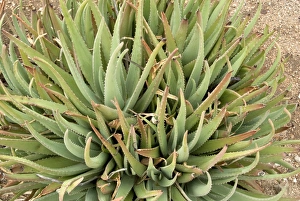 Lesser Antilles Prints: Medicinal Aloe (Aloe vera) succulent leaves