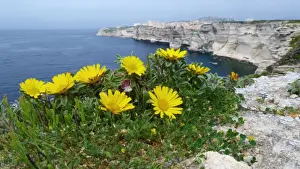Limestone Prints: Mediterranean Beach Daisy (Asteriscus maritimus) flowering