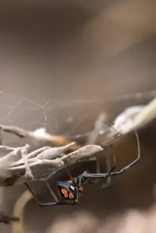 Webs Prints: Mediterranean Black Widow (Latrodectus tredecimguttatus) young female