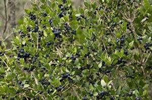 Mediterranean Buckthorn (Rhamnus alaternus) in fruit, Southwest France, October