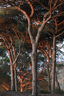 Sun Light Prints: Mediterranean coastal Pine (Pinus sp)