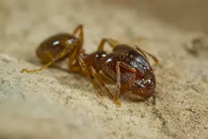 Mediterranean Dimorphic Ant (Pheidole pallidula) adult, large-headed worker, caste chew seeds to feed colony, Ile St