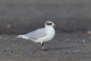 Seabird Prints: Mediterranean Gull (Larus melanocephalus) adult
