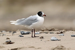 Moults Prints: Mediterranean Gull (Larus melanocephalus) adult