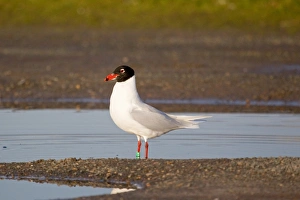 Mediterranean Gull (Larus melanocephalus) adult, summer plumage, standing in pool, Suffolk, England, february