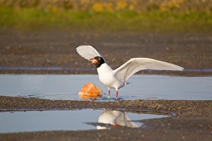 Mediterranean Gull (Larus melanocephalus) adult, summer plumage, feeding on bread in pool, Suffolk, England, february