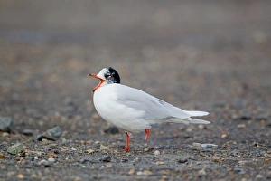 Mediterranean Gull (Larus melanocephalus) adult, entering summer plumage, with missing foot, yawning, Suffolk, England, february