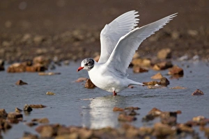 Mediterranean Gull (Larus melanocephalus) adult, entering summer plumage, flapping wings after bathing, Suffolk, England, february