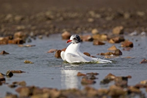 Mediterranean Gull (Larus melanocephalus) adult, entering summer plumage, bathing, Suffolk, England, february