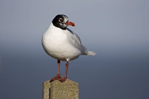 Mediterranean Gull (Larus melanocephalus) adult, standing on post, Norfolk, England, september