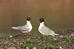 Mediterranean Gull (Larus melanocephalus) adult pair, breeding plumage, standing at nest with chicks, England, May