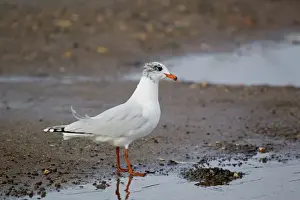 Mediterranean Gull (Larus melanocephalus) immature, second winter plumage, standing on shore, Suffolk, England, february