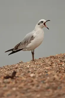 Mediterranean Gull (Larus melanocephalus) immature, first winter plumage, calling, standing on shingle