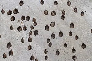 Mediterranean Horseshoe Bat (Rhinolophus euryale) adults, colony hanging on ceiling of old house, Paklenica N. P