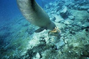 Mediterranean Monk Seal (Monachus monachus) adult, diving underwater, feeding on octopus prey, Greece