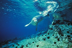 Mediterranean Monk Seal (Monachus monachus) adult, swimming underwater, Greece