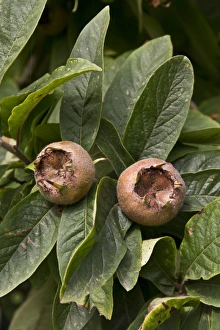 Medlar fruit and leaf