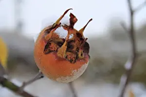 Medlar (Mespilus germanica) close-up of frost and snow covered fruit, in garden, Suffolk, England, november