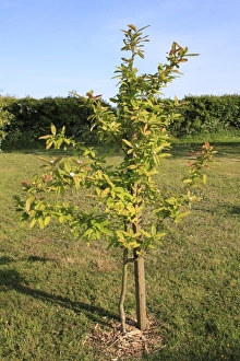 Saplings Prints: Medlar (Mespilus germanica) young tree, growing in garden lawn, Suffolk, England, may