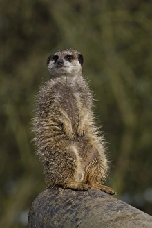 Suricatta Prints: Meerkat sitting on a log (captive)