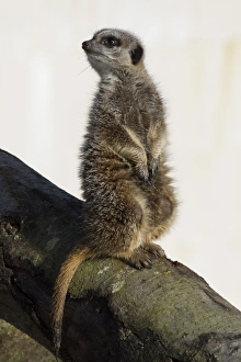 Suricatta Prints: Meerkat sitting on a log with snow background (captive)