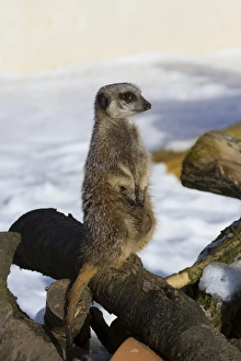 Suricatta Prints: Meerkat sitting on logs with snow background (captive)