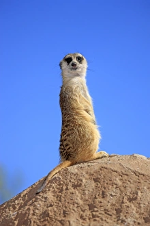 South Africa Prints: Meerkat (Suricata suricatta) adult