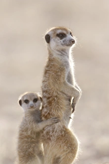 Meerkat (Suricata suricatta) adult, alert sentinel, with baby, Kalahari, South Africa
