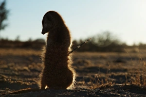 Wound Prints: Meerkat (Suricata suricatta) adult