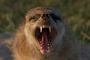 Teeth Prints: Meerkat (Suricata suricatta) adult