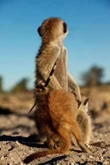 Meerkat (Suricata suricatta) adult, with porcupine quill stuck in side, sitting with young, Kalahari Meerkat Project, Kuruman River Reserve, Kalahari Desert, Northern Cape, South Africa